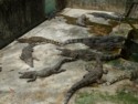 Large crocodiles